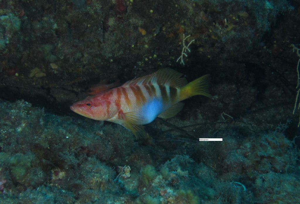 Serranus scriba con preda